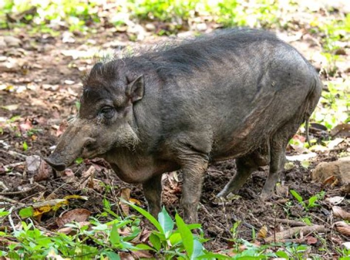 Where is warty pig located?