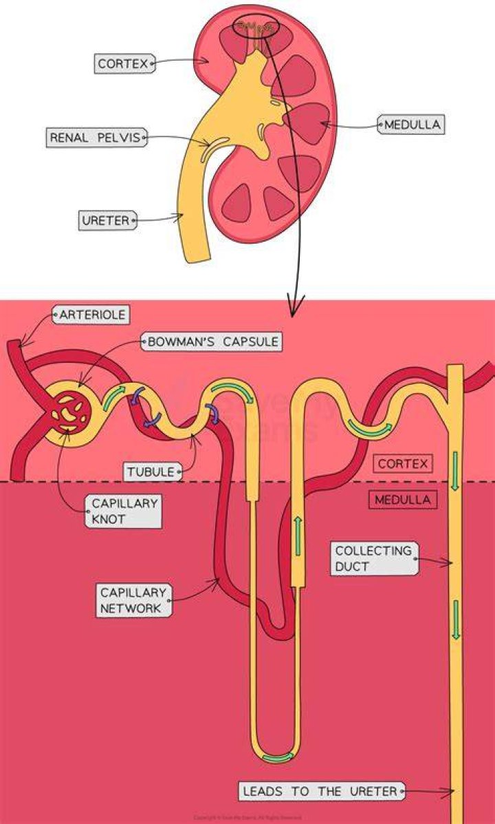 Where nephrons located in kidney?