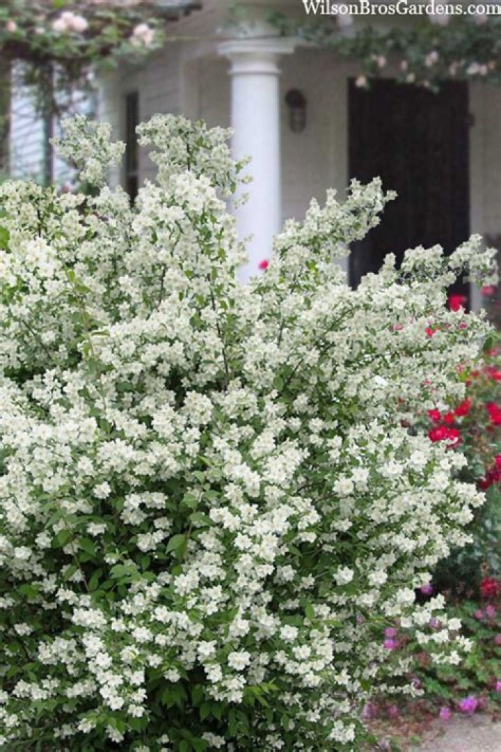 Where to plant philadelphus coronarius?