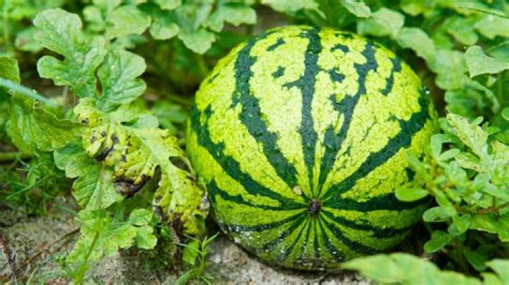 Where to plant watermelon?