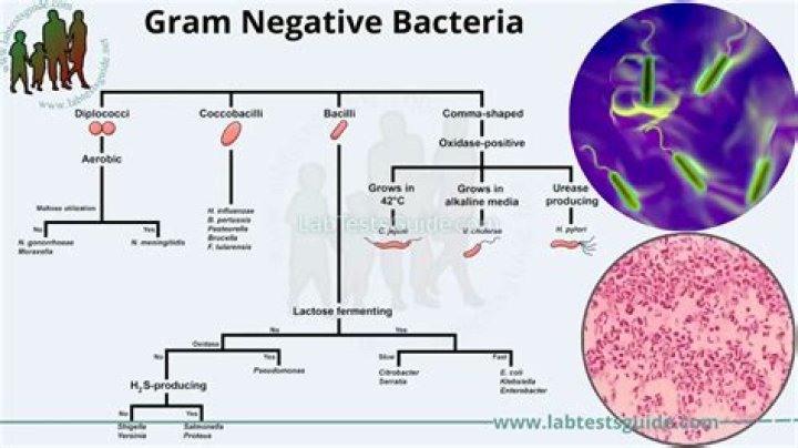Which are gram negative bacilli?