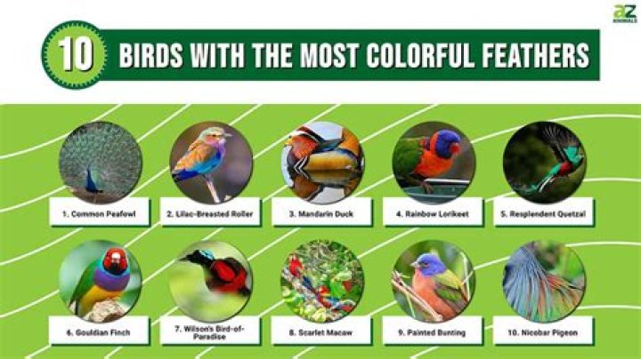 Which bird has colourful feathers?