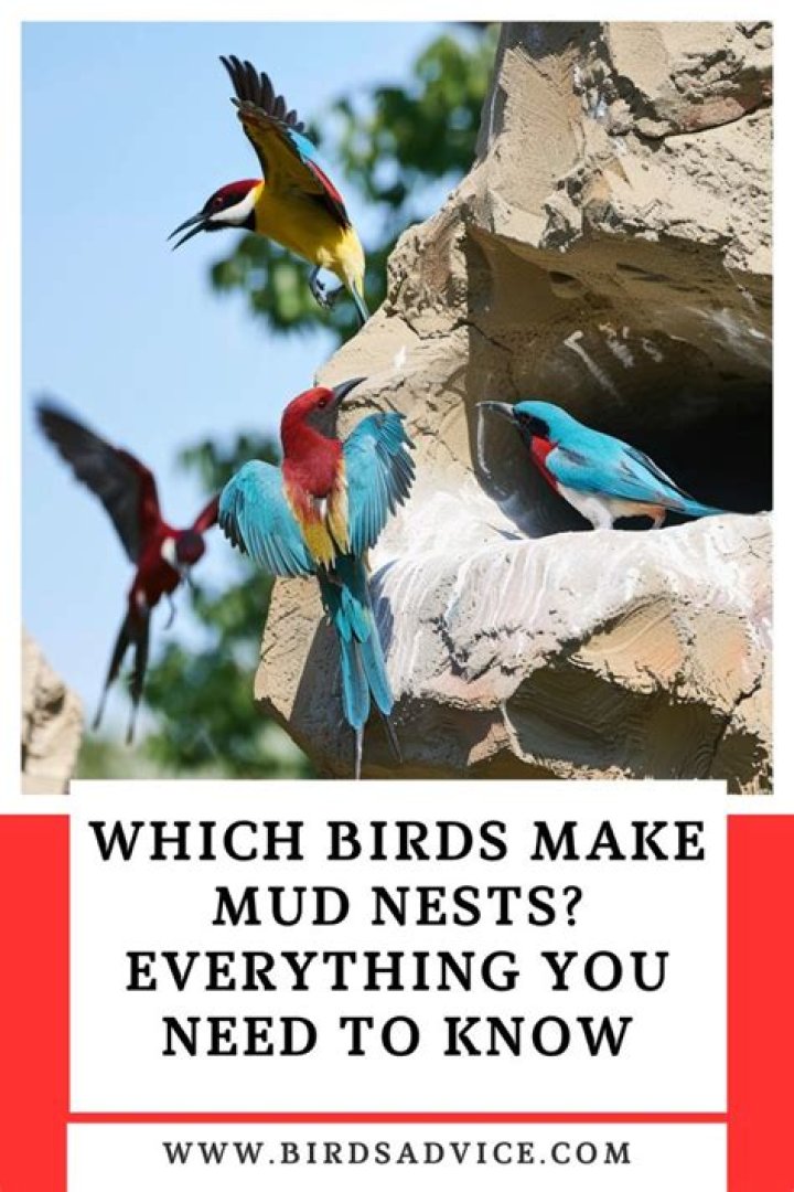 Which birds make messy nests?