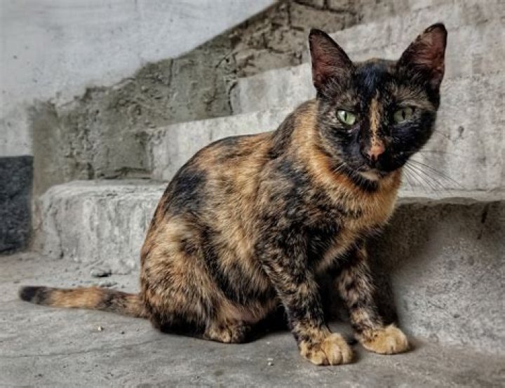 Which cat is a lap cat?