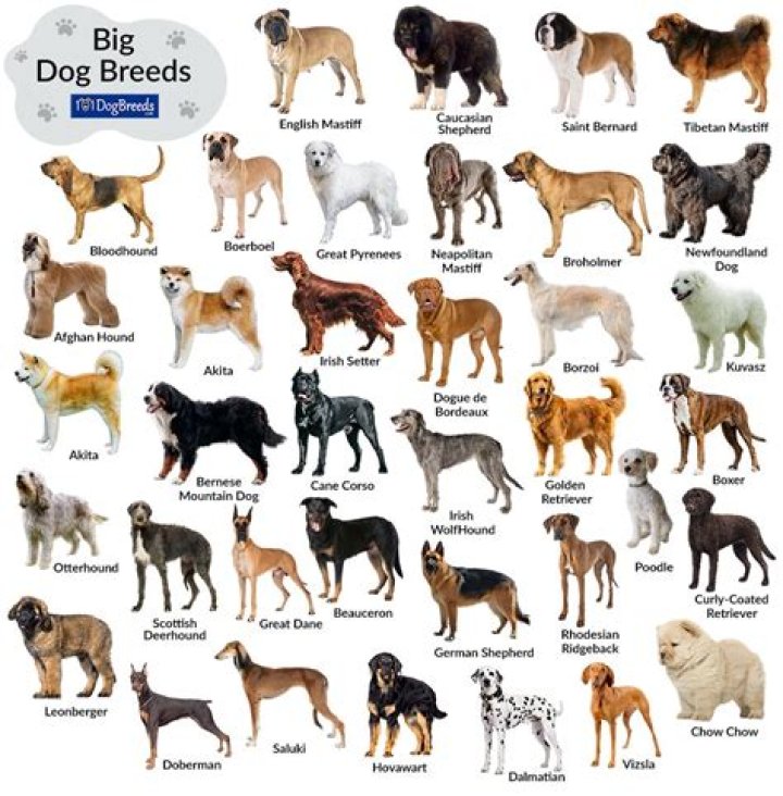 Which dogs are not yappy?