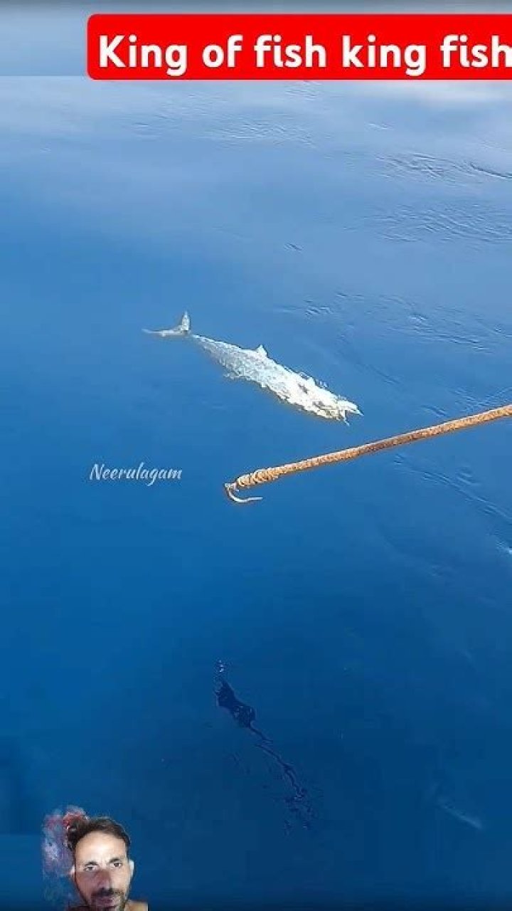 Which fish is called king of fish?