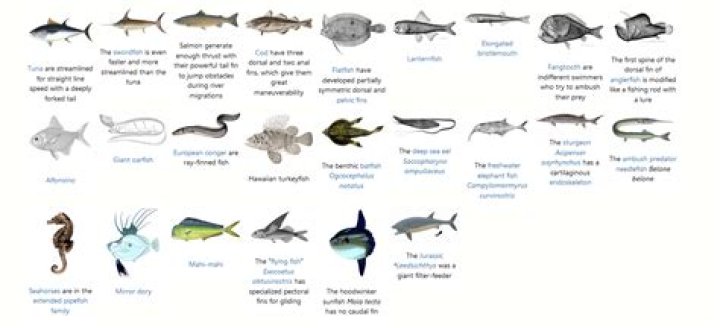 Which fish is called true fish?