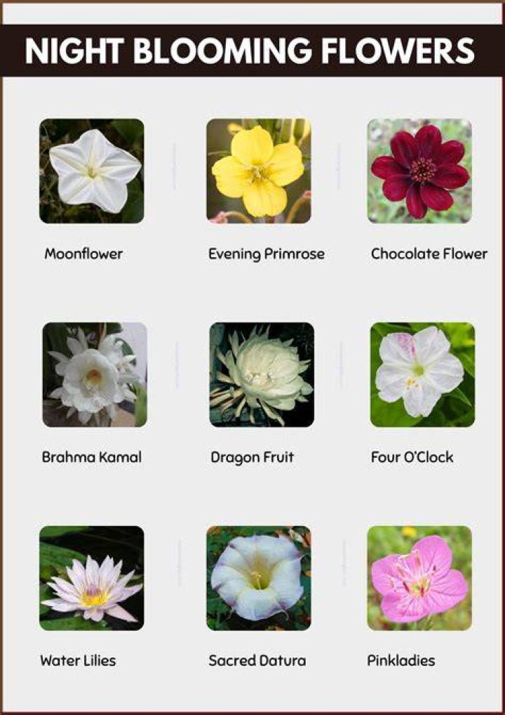 Which flowers bloom only at night?