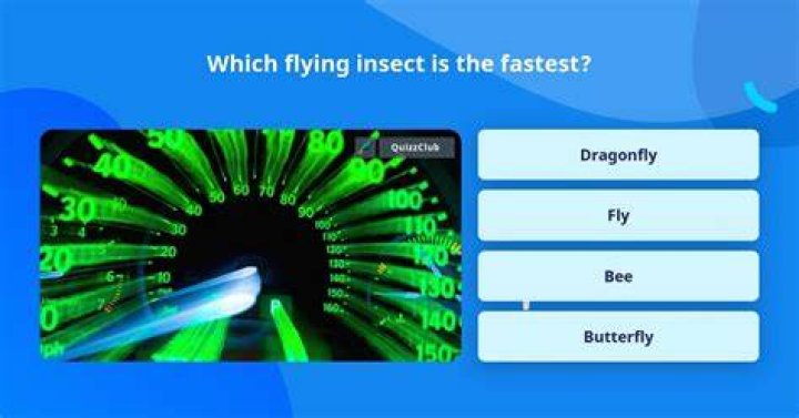 Which flying insect is the fastest?