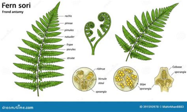 Which group of plants have sporangia on the underside of leaves?