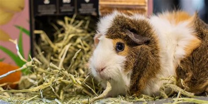 Which hay is best for guinea pigs?