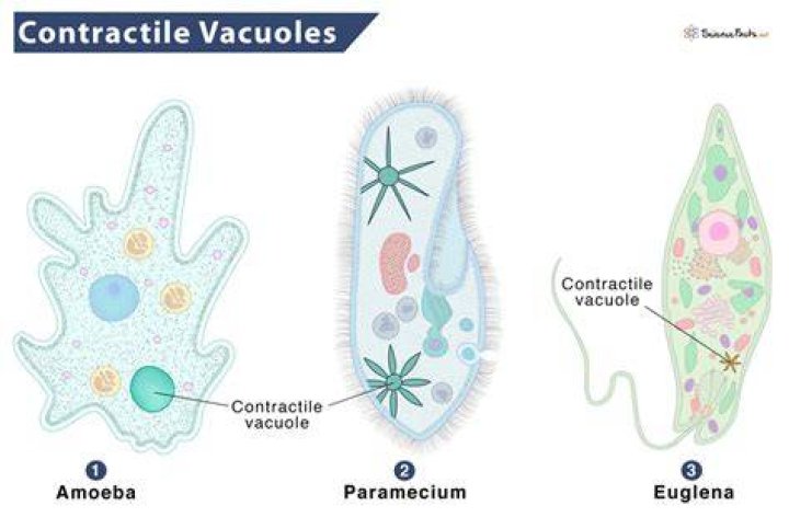 Which is the paramecium regulating with the use of the contractile vacuole?