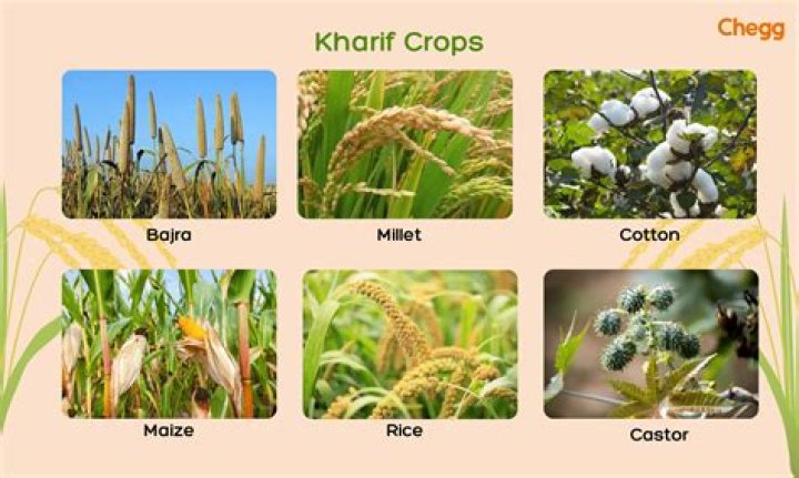 Which kharif crop is used for cattle?