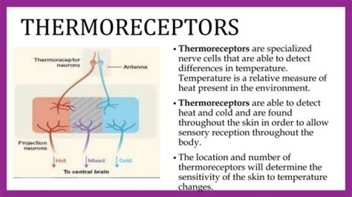 Which of the following is a type of thermoreceptors?