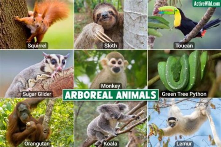 Which of the following is an arboreal organisms?