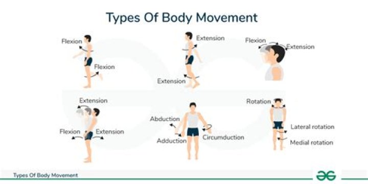 Which of the following is/are the simplest joint movements)?