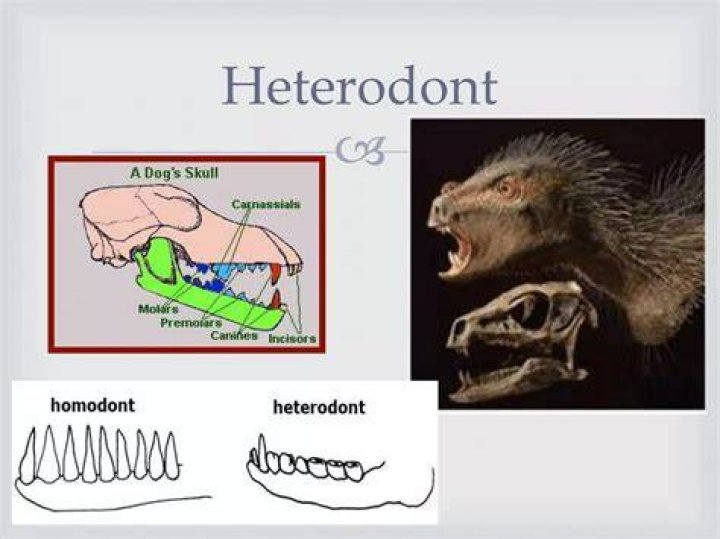 Which of the following teeth are bunodont?