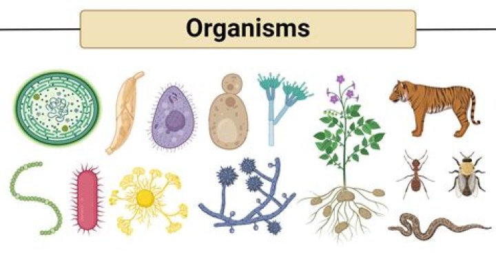 Which organism has the highest fecundity?
