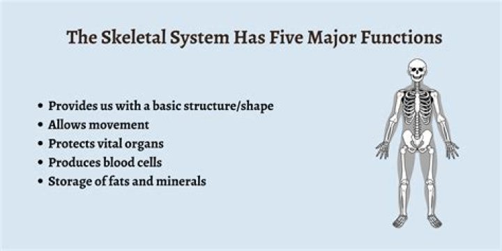 Which part of the skeletal system is the rigid framework?
