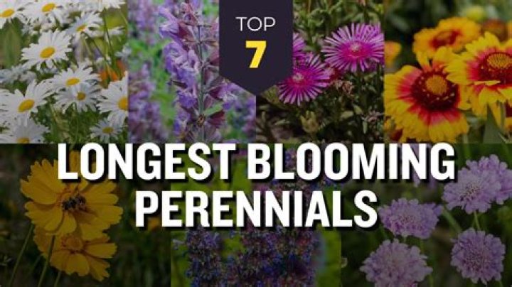 Which perennials bloom the longest?