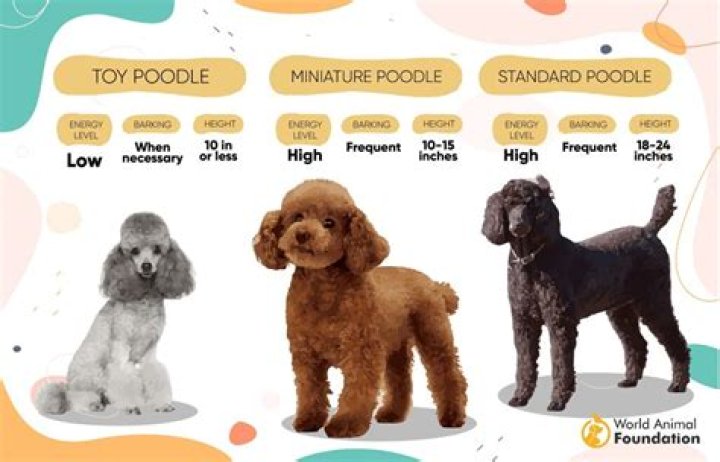 Which poodle cross is best?