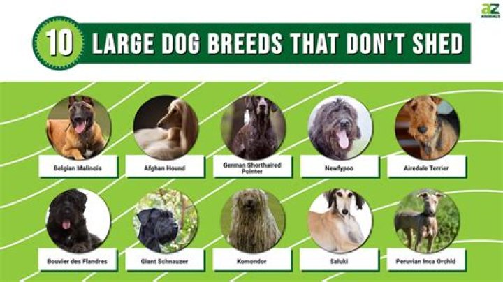 Which shepherd sheds the least?