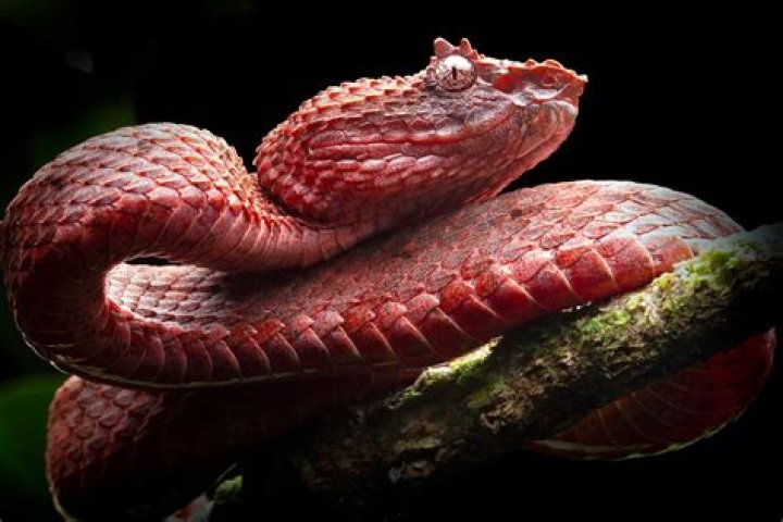 Which snake is a pit viper?