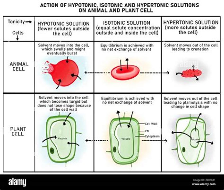 Which solution does crenation occur?