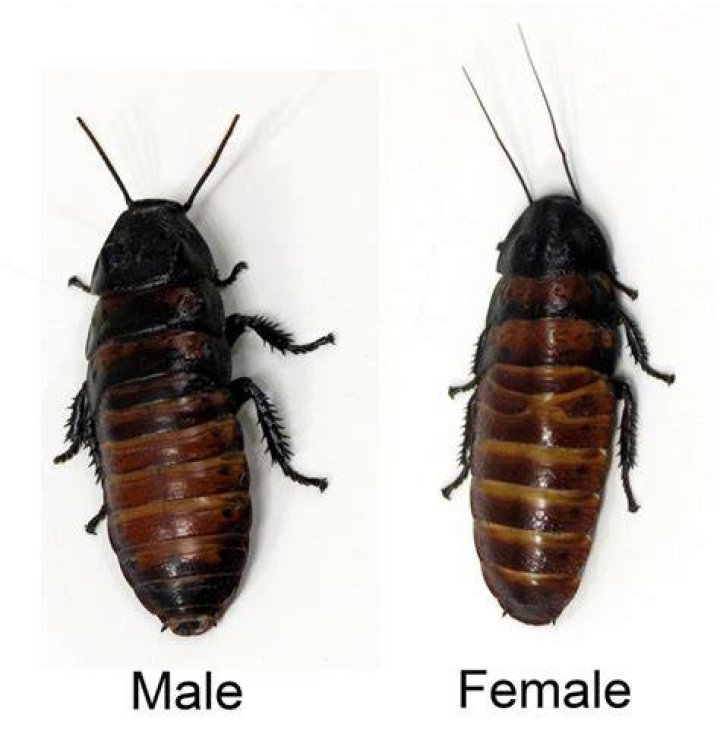 Which terga is invisible in male cockroach?
