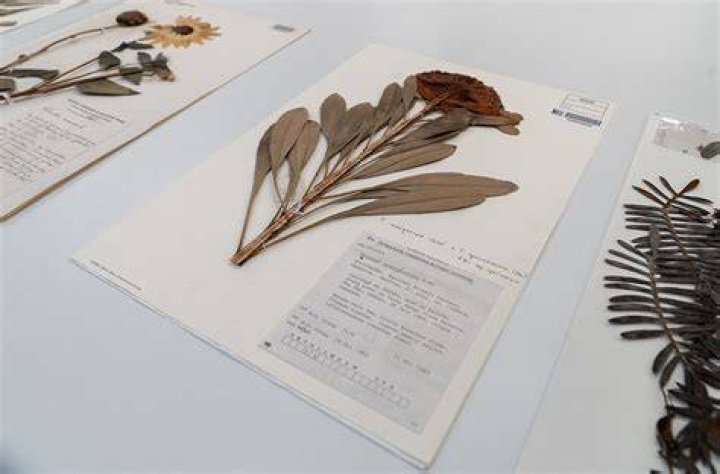Who invented the herbarium?