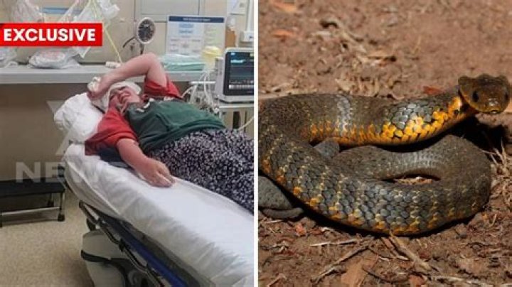Who was bitten by a snake on im a celeb?