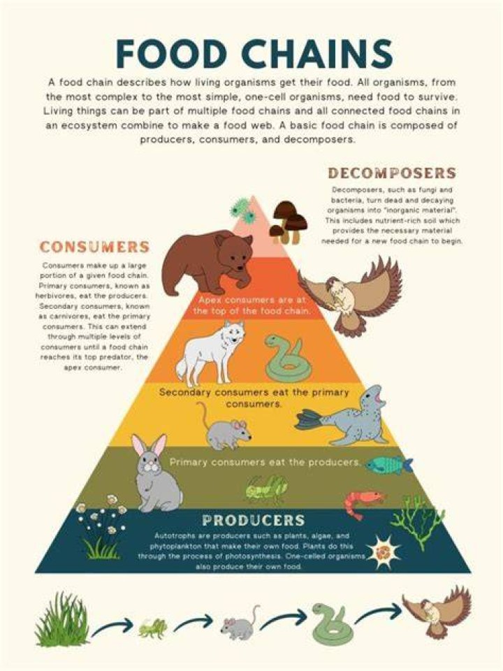 Whos on top of the food chain?