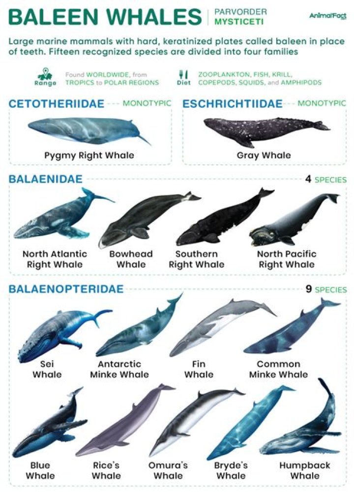 Why are baleen whales endangered?