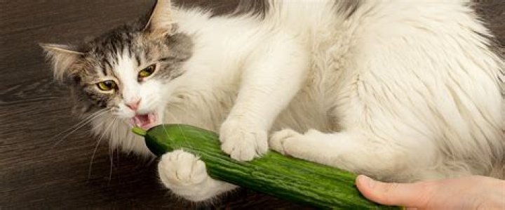 Why are cats scared of cucumbers?