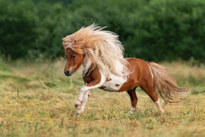 Why are small beers called ponies?