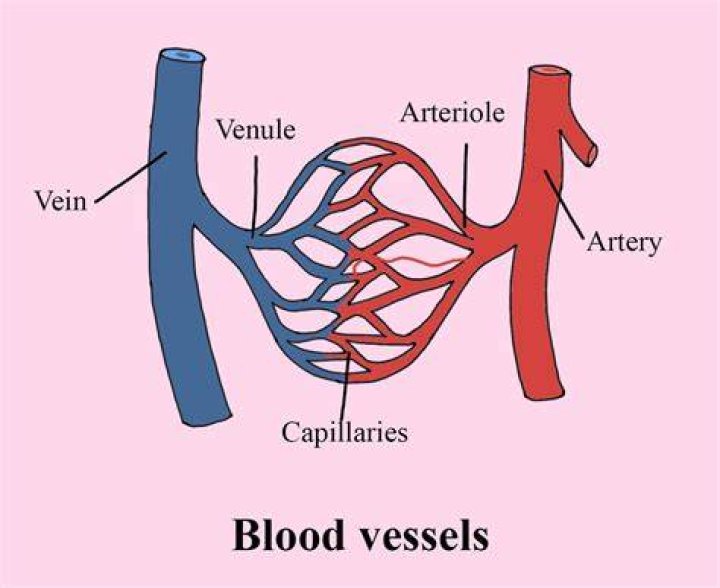 Why capillaries are thin walled?