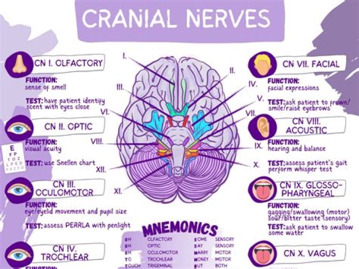 Why cranial sutures is important?