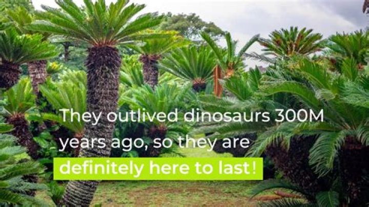 Why cycads are called living fossils?