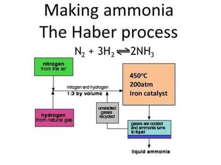 Why did haber make ammonia?