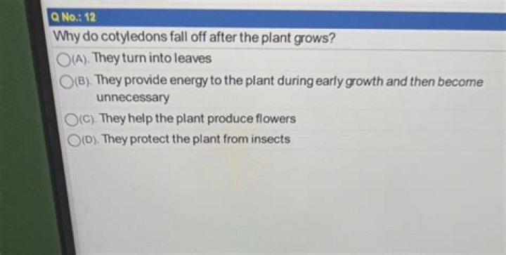 Why do cotyledons fall off?