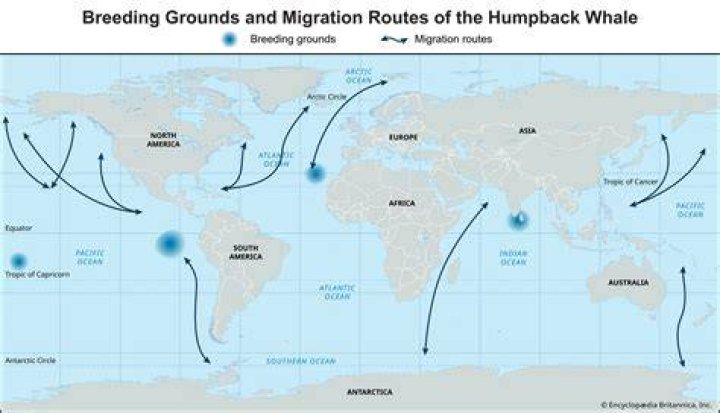 Why do humpbacks breach?