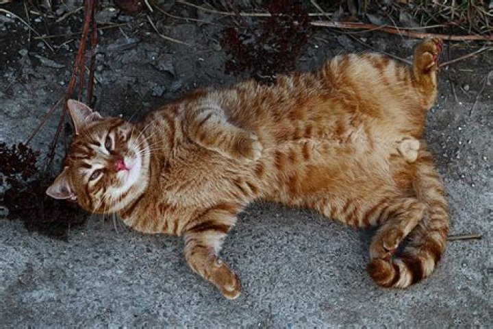 Why do male cats have nipples?