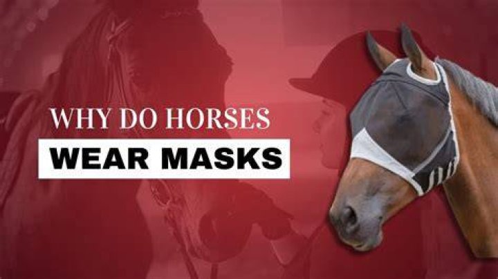 Why do racehorses wear red hoods?