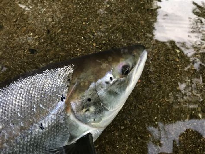 Why do salmon jump?