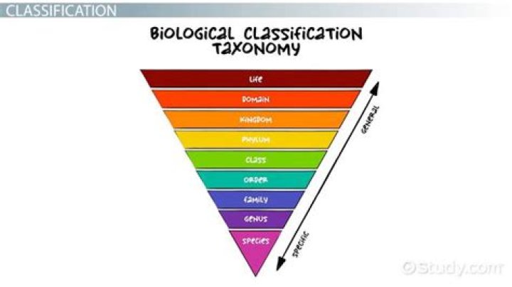 Why do scientists classify organisms?