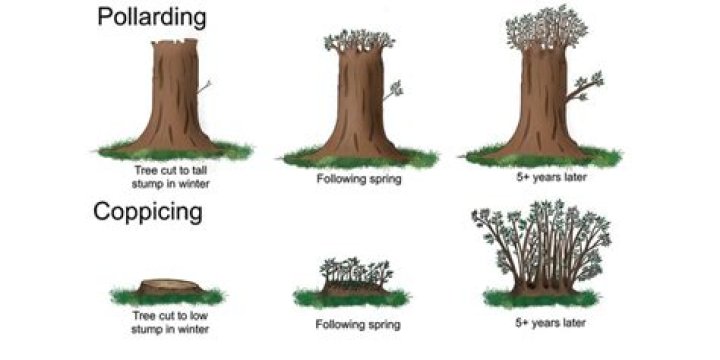 Why do trees need pollarding?