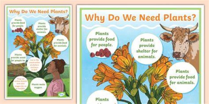 Why do we need wildflowers?