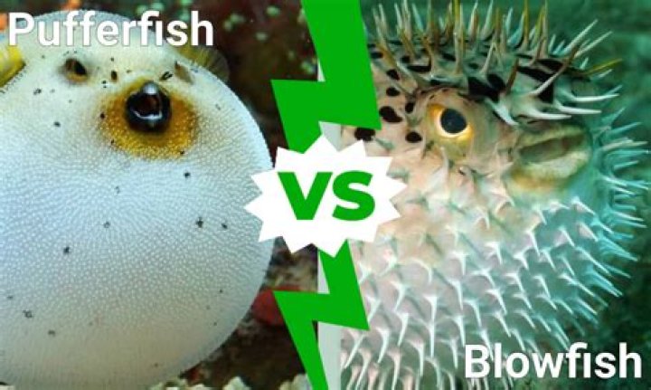 Why does a pufferfish puff up?