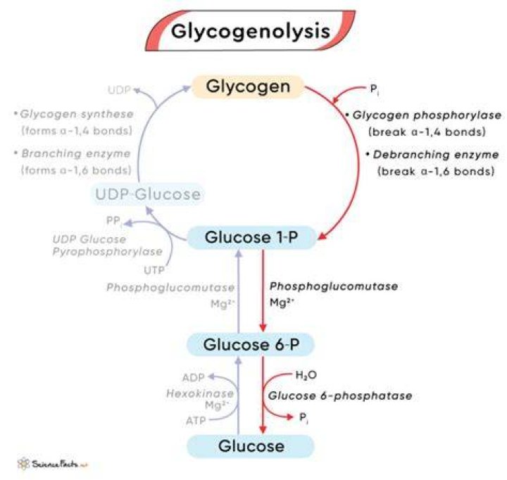 Why does glycogenolysis occur?