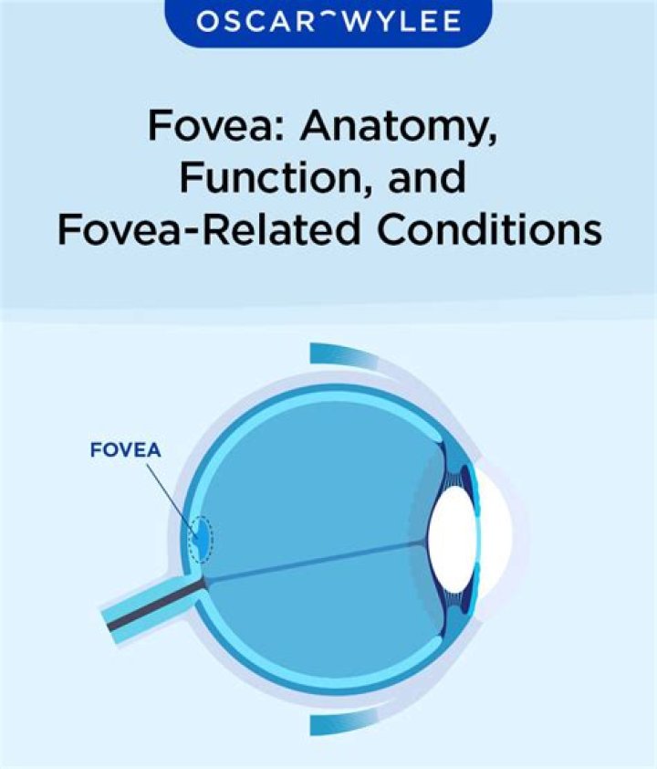 Why does the fovea provide the clearest information?